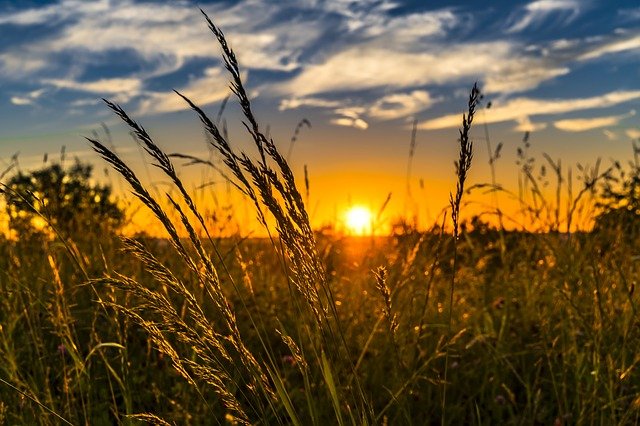 wheat farm